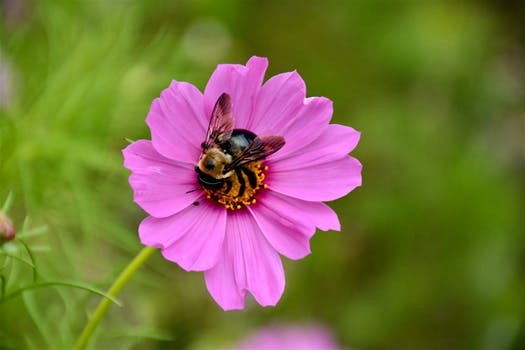 Bumble Bees on Cosmos flower