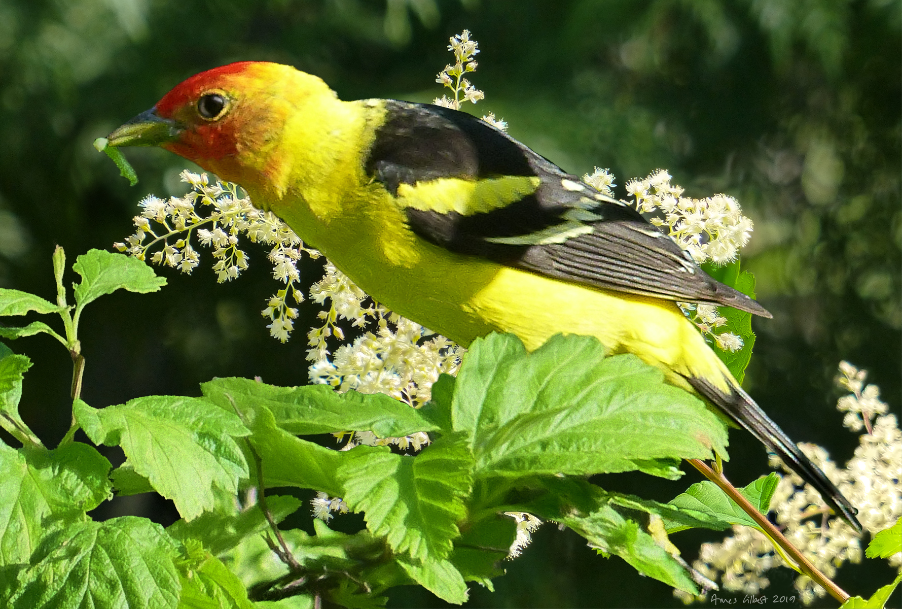 Western Tanager