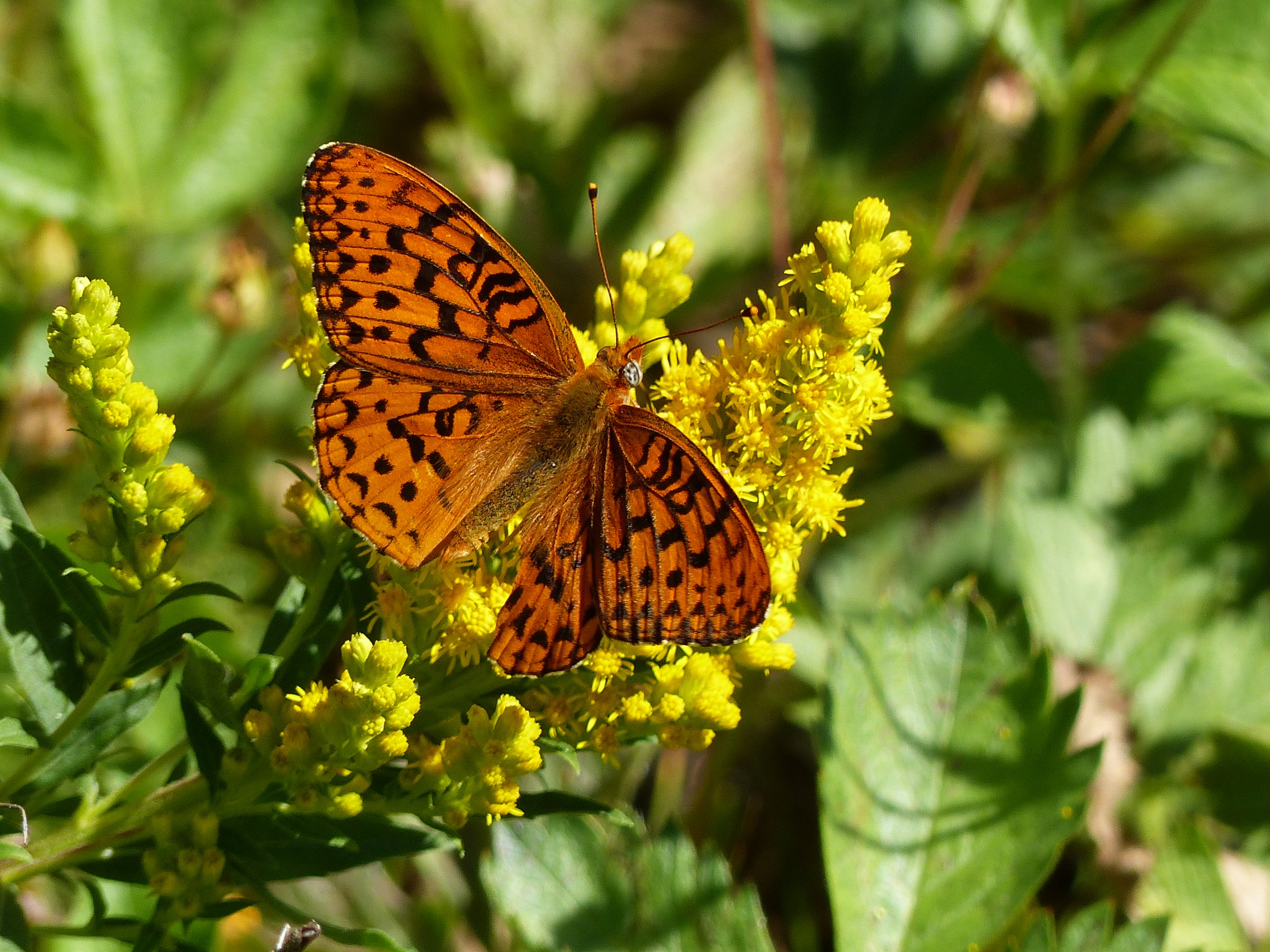 Fritillary butterfly on goldenrod