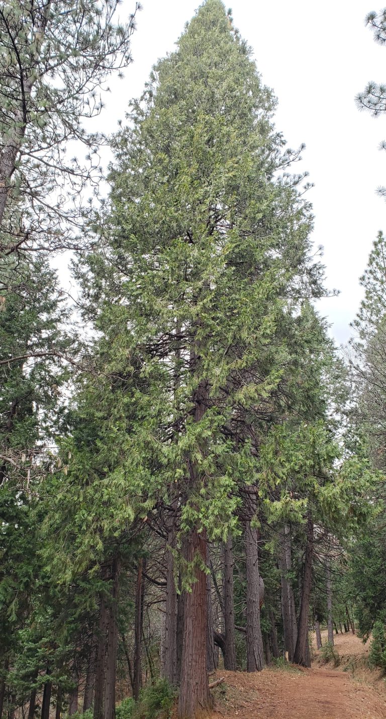 Incense Cedar—native, common, and a great landscape tree Delightful