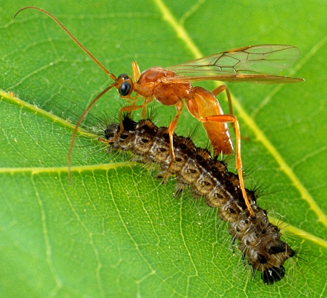 Parasitic wasp depositing her eggs into prey