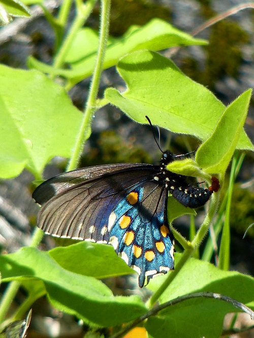 Pipevine Swallowtail butterfly laying eggs