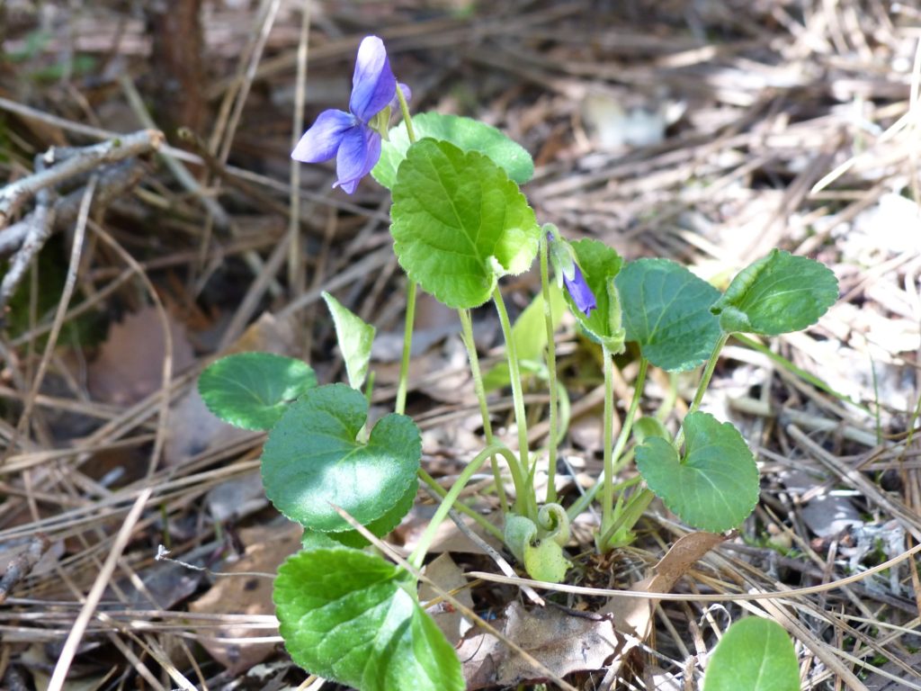 Western Dog Violet