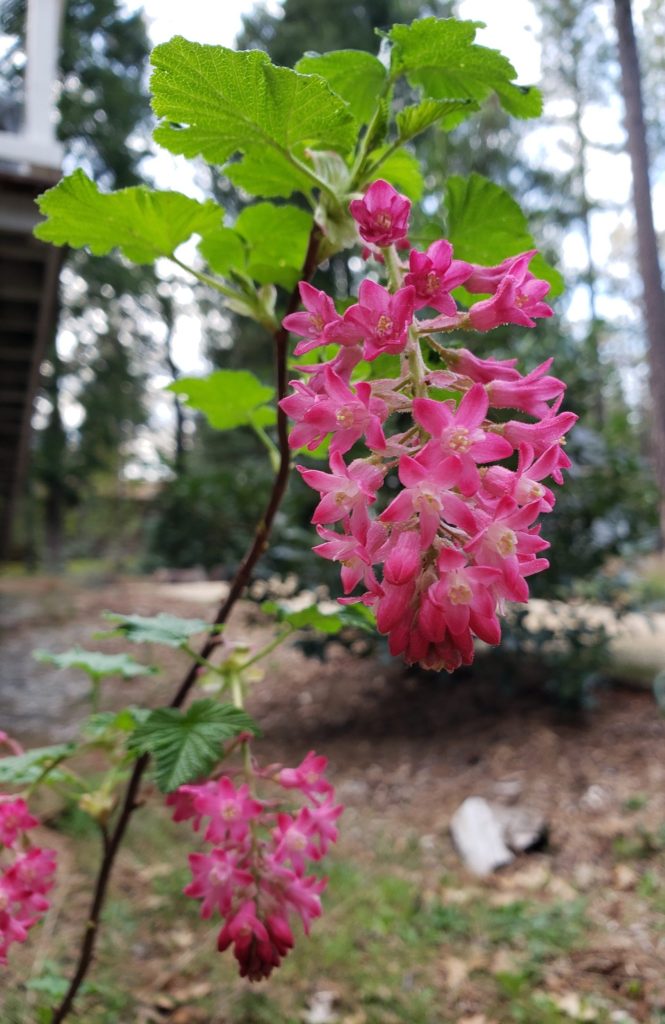 Close-up of red flowering currant