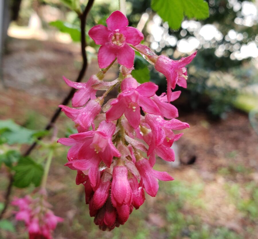 Close-up of small cluster of bright pink flowers