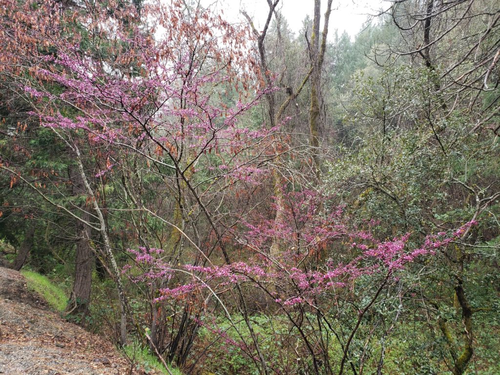 Redbud in the wild
