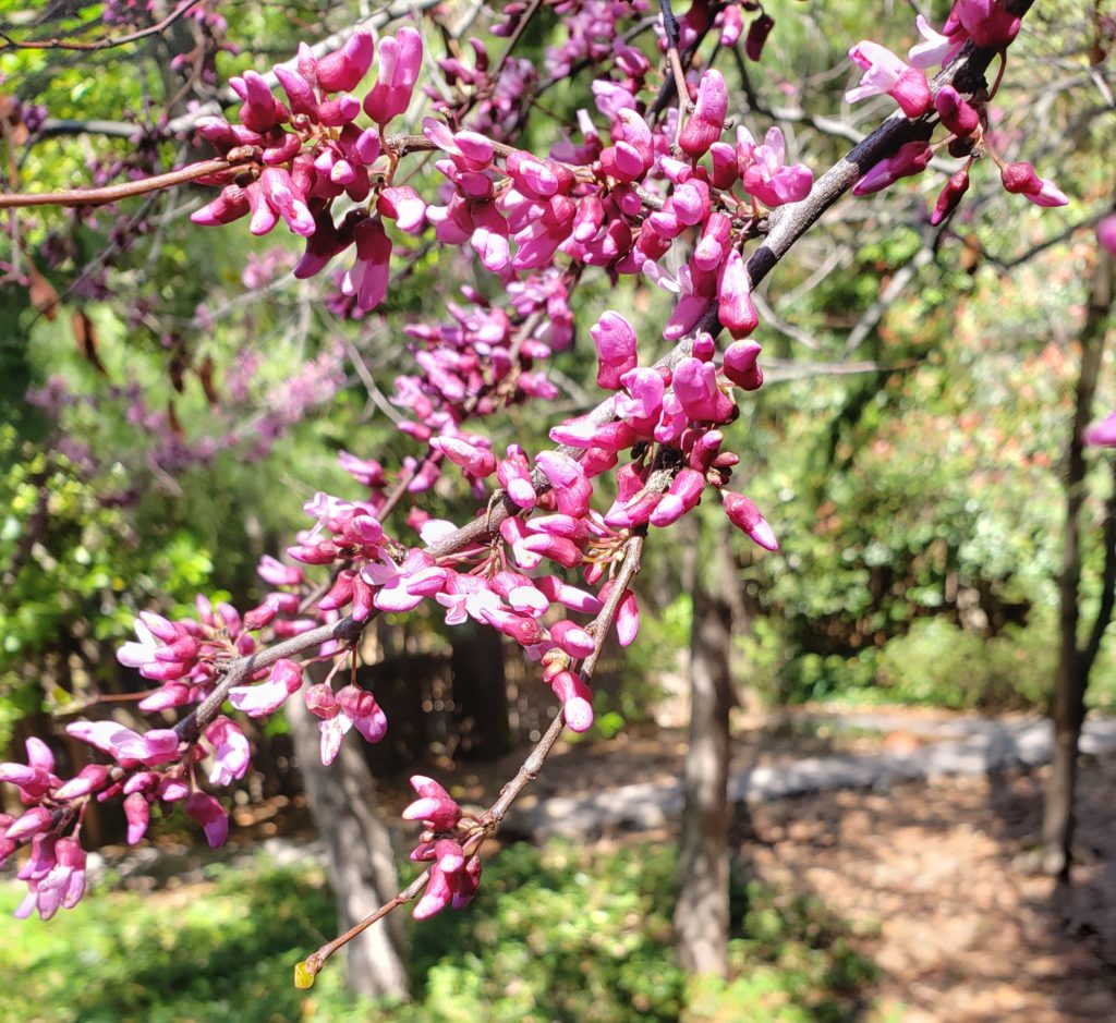 Redbud flowers and buds