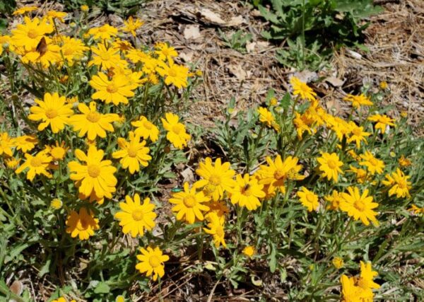 Some insects on a patch of woolly sunflowers