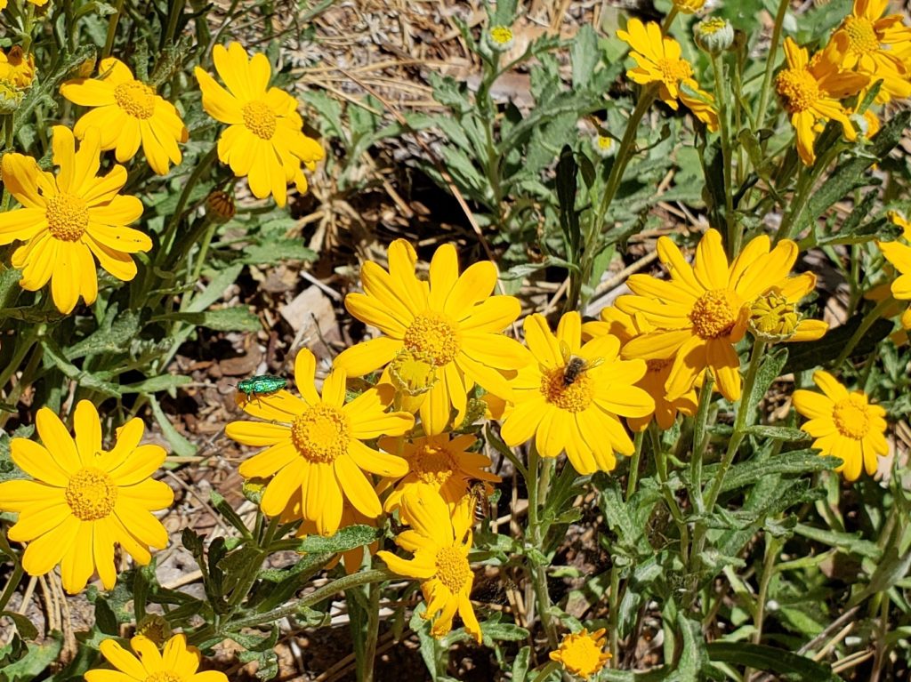 Yellow daisy-like flowers with grey-green foliage, with insects visiting