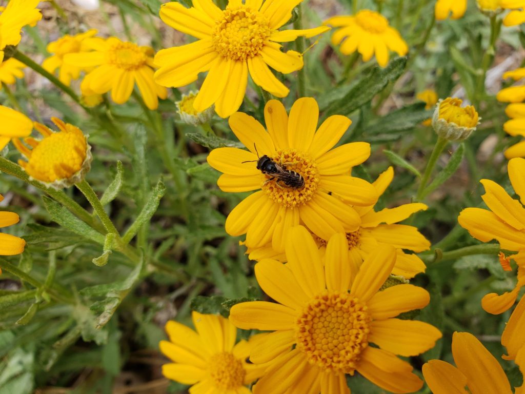 Native bee on woolly sunflower
