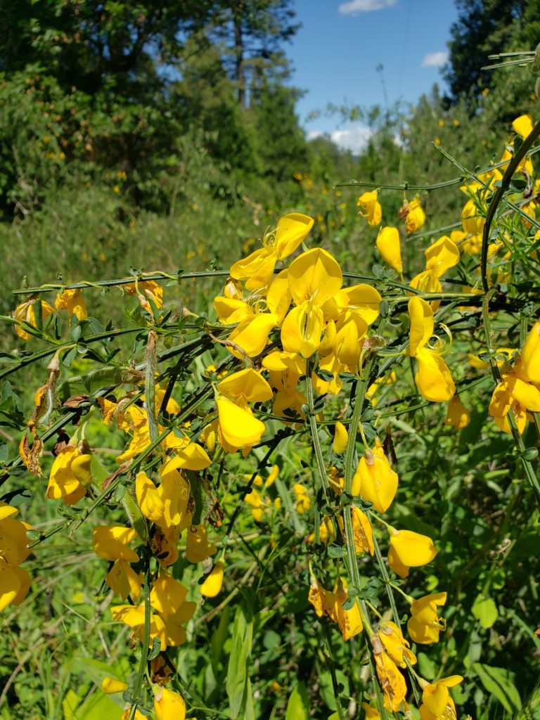 Scotch broom in flower