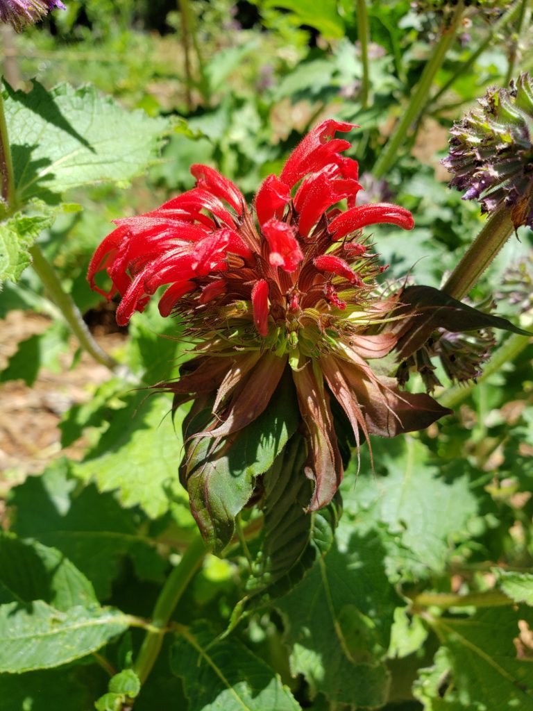 Brilliant red tubular florets on a bee balm 