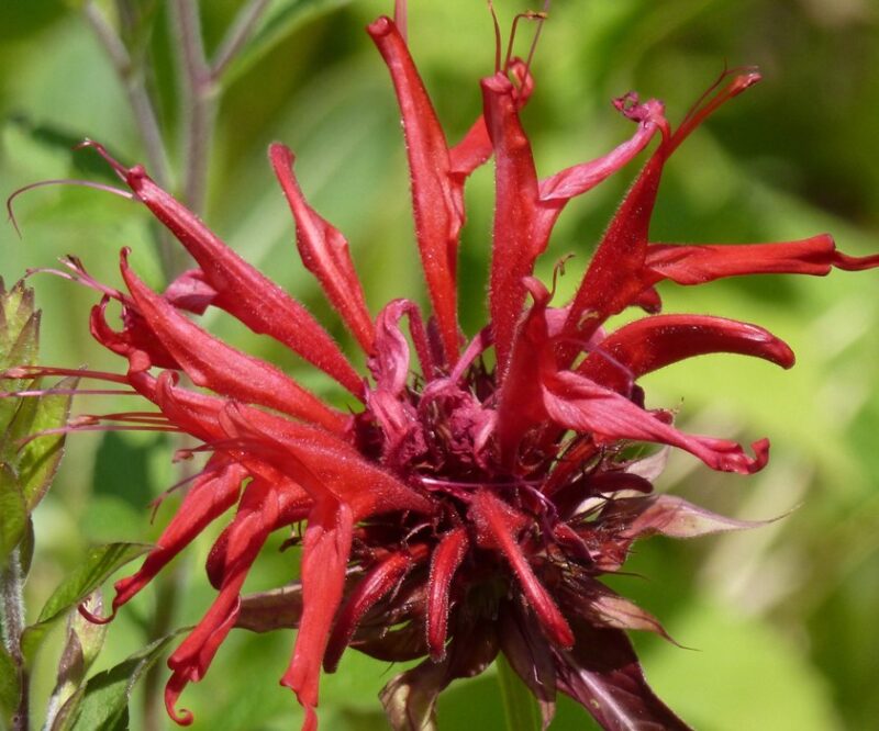 Red bee balm flower