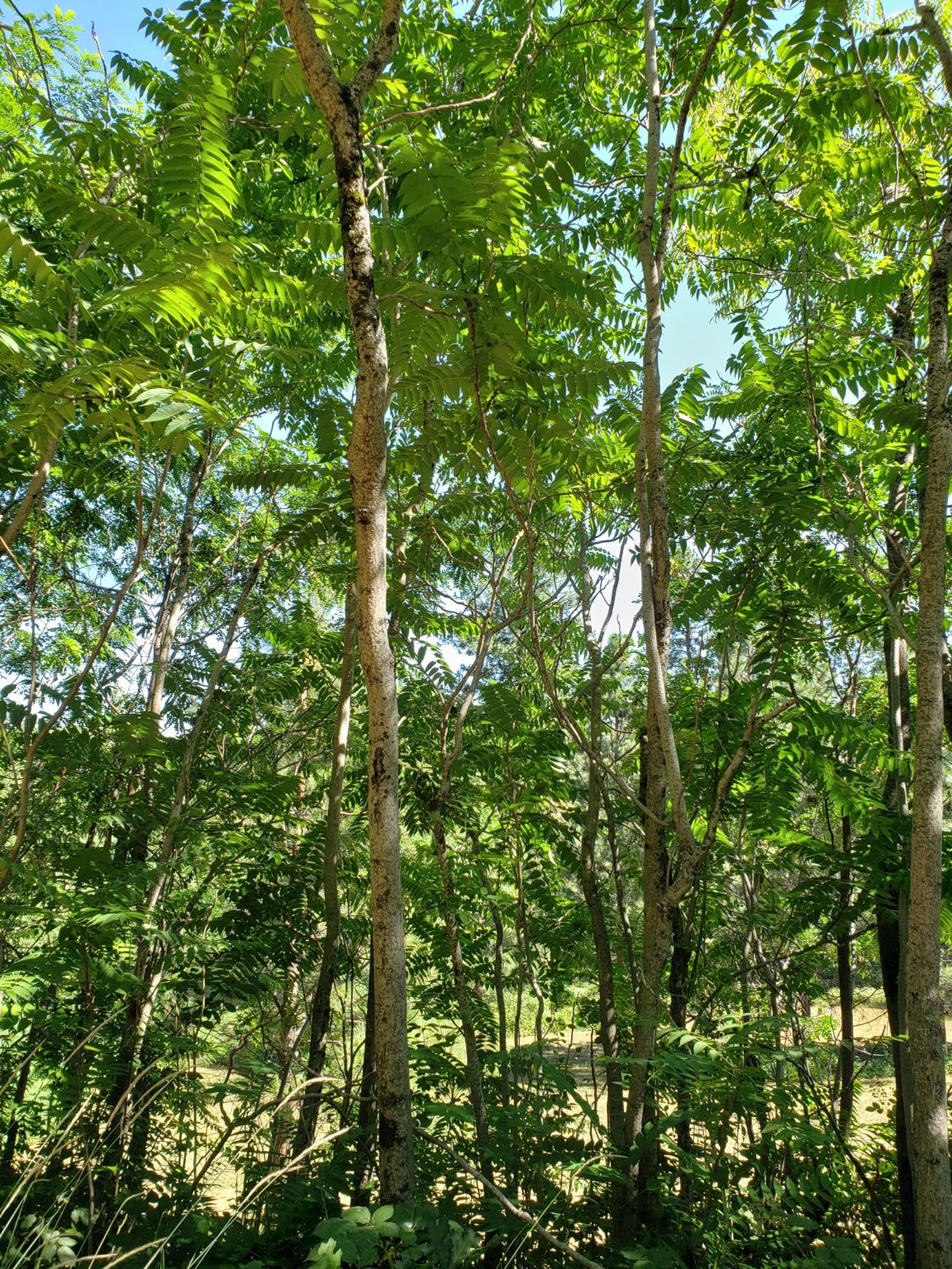 Tree of heaven -- or is it the tree of hell?