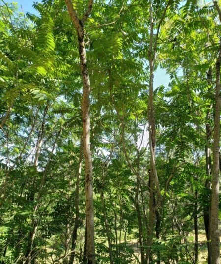 Stand of Tree of Heaven trees