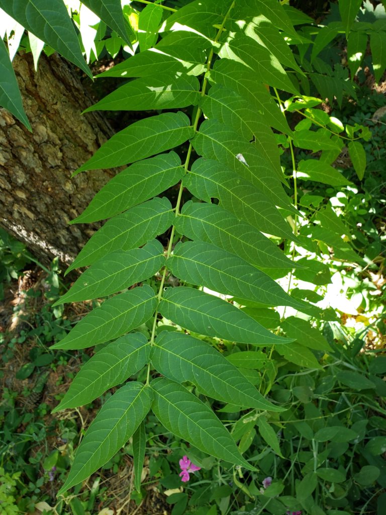 Long stem with green leaflets on each side of the stem