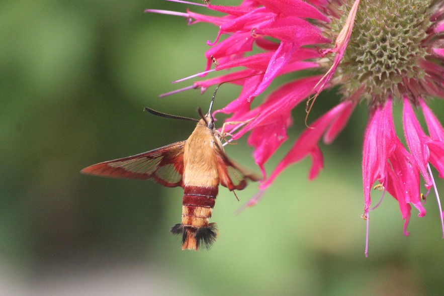 Large Sphinx moth visits a bright pink bee balm flower