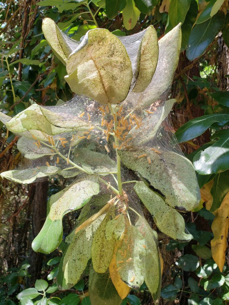 Webworms in their web nest