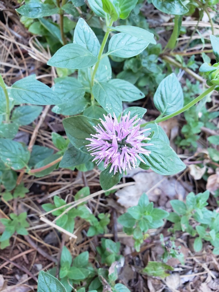 Coyote mint plant with a flower