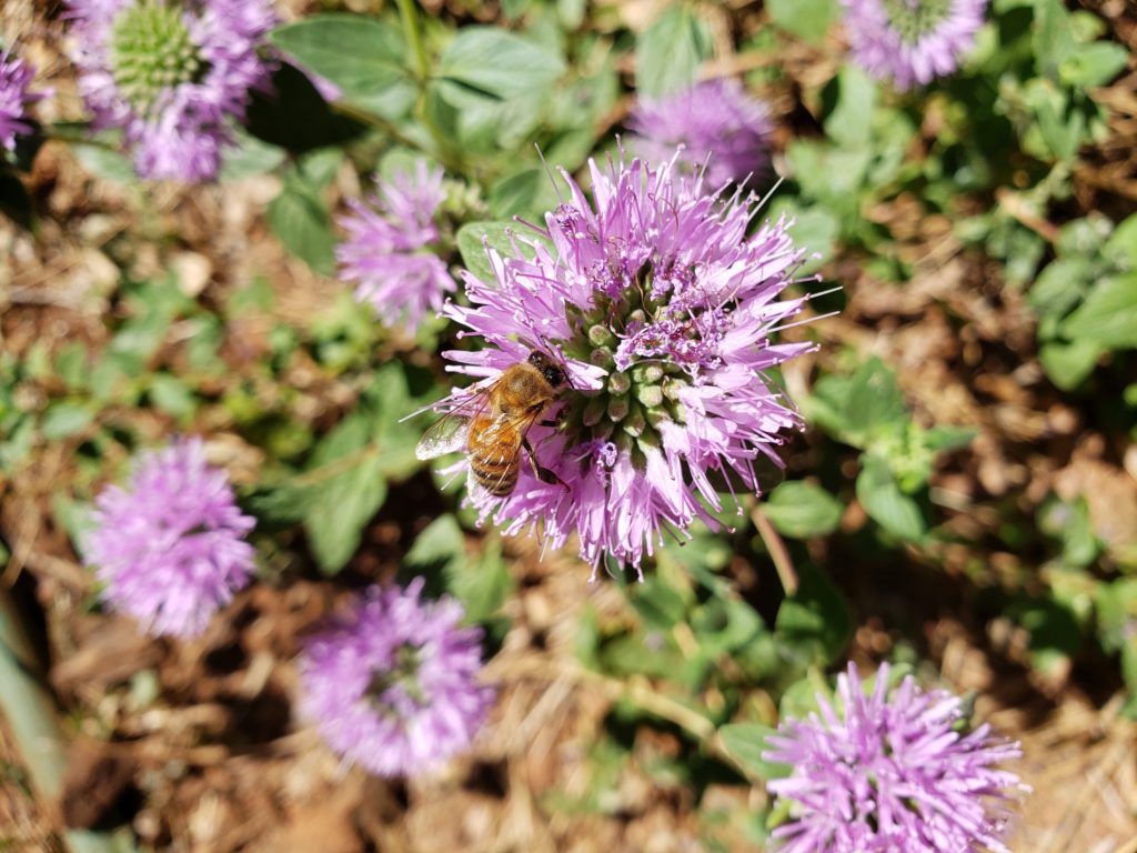 Honey bee on coyote mint flower
