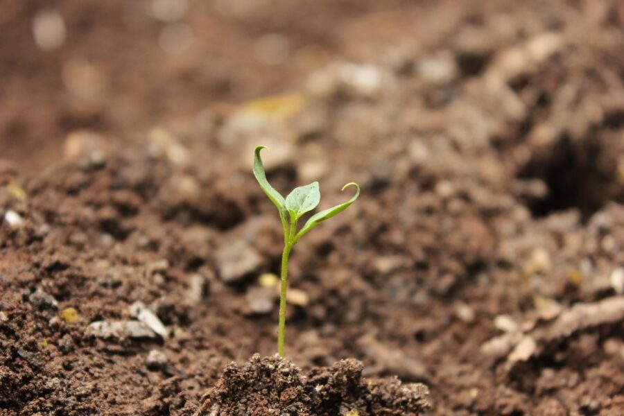 Soil with seedling