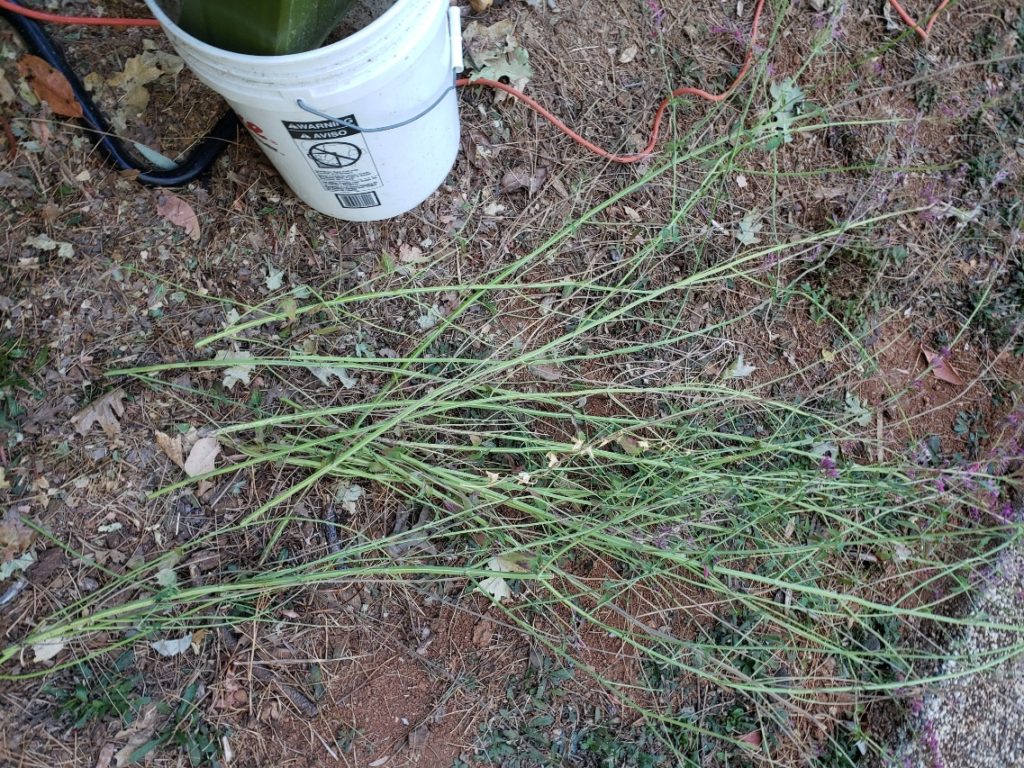 Long perennial flower stems before chipping