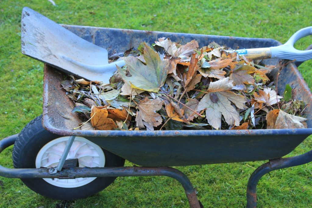 Wheelbarrow filled with fallen leaves with a shovel on top