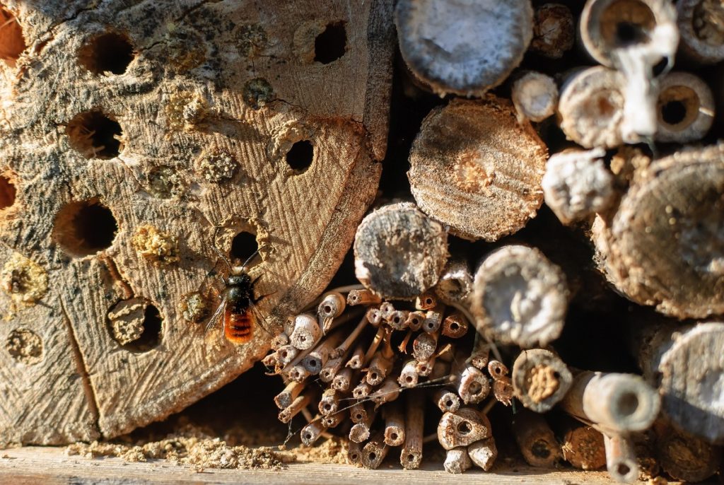 Log ends and wooden tubes hosting native bee nests