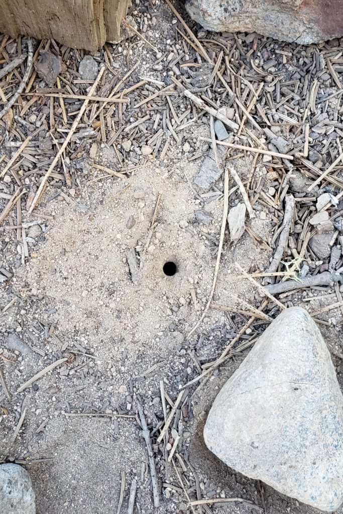 Clean bee nest hole in packed dirt