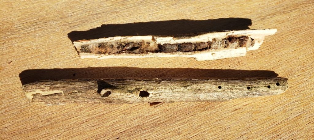 Stem with bee larvae and stem with young adult bee exit holes