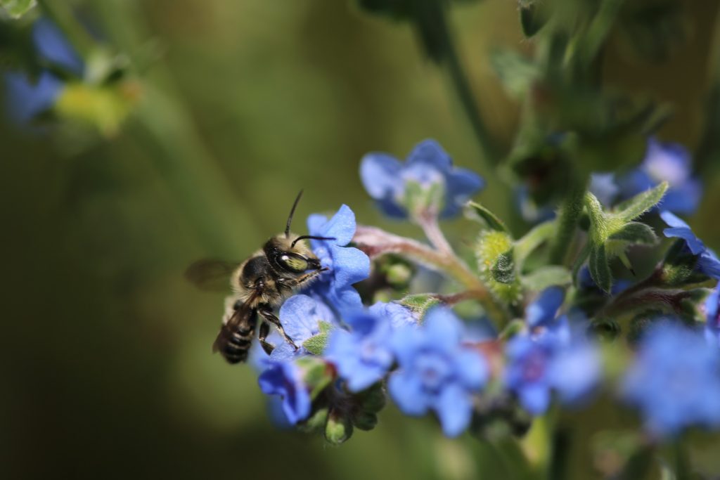 Native bee on a cluster of blue flowers