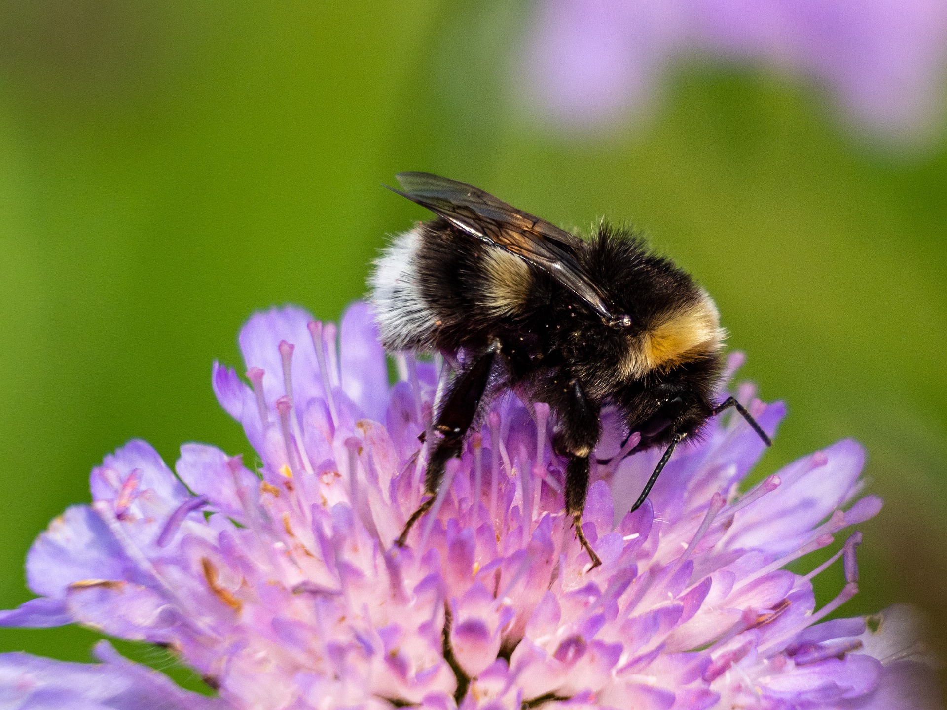 bumble-bees-may-be-most-important-pollinators-they-need-our-help