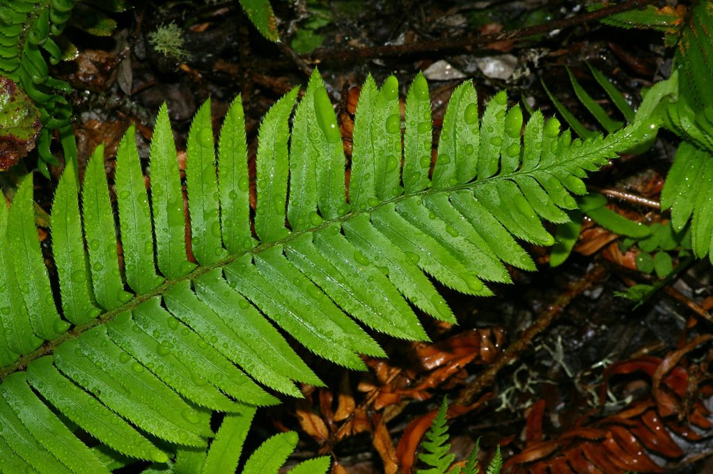 Western sword fern frond