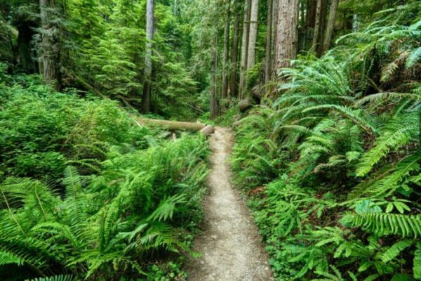 Western sword ferns along trail through redwood forest