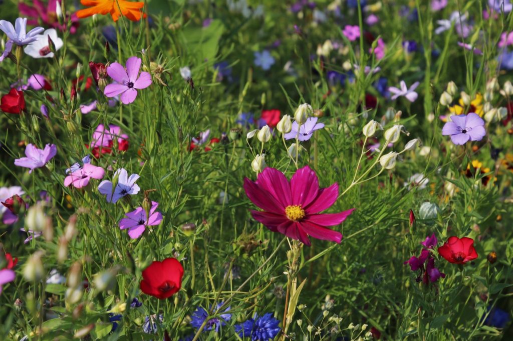 Colorful, easy to grow for a meadow garden