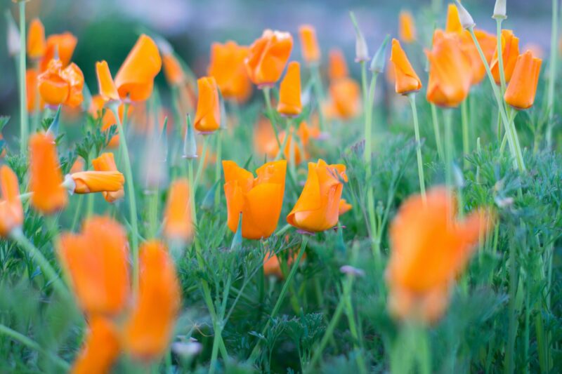 Close-up of California poppies