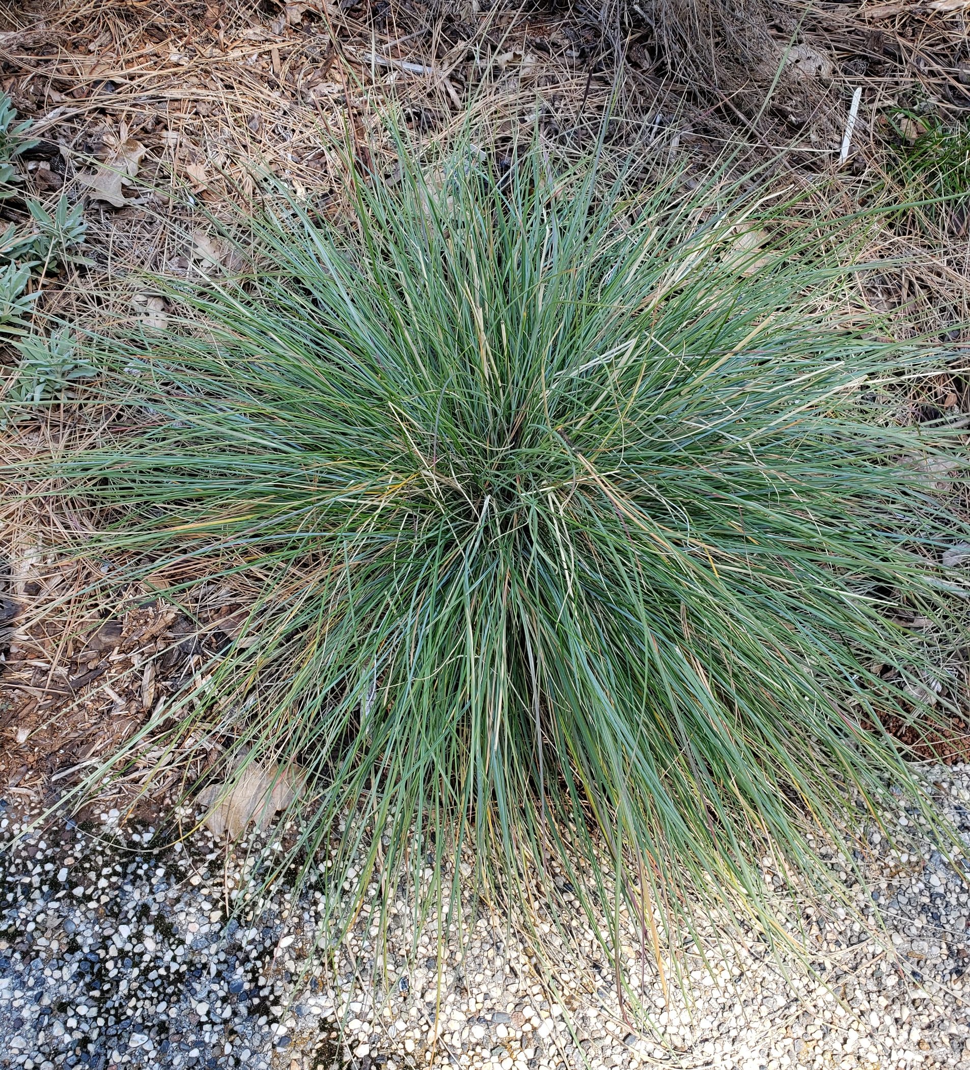 California Fescue, native bunchgrass