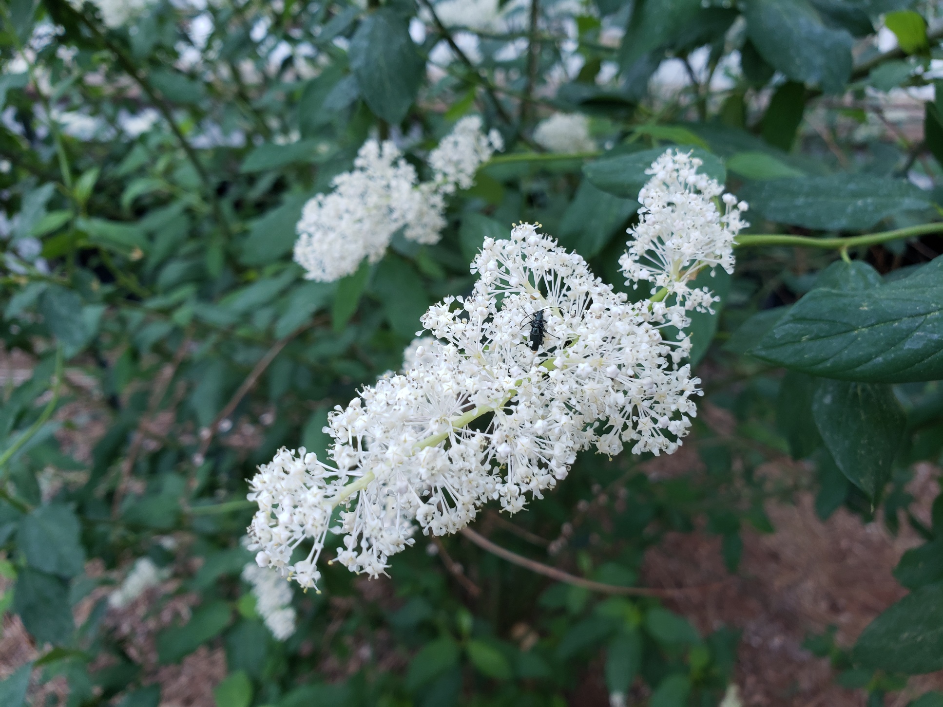 White flower of Deerbrush, with beetles on it