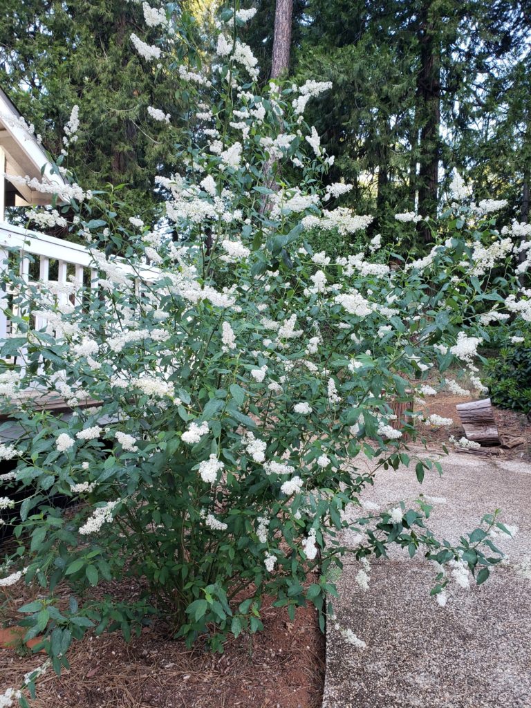 Deerbrush shrub