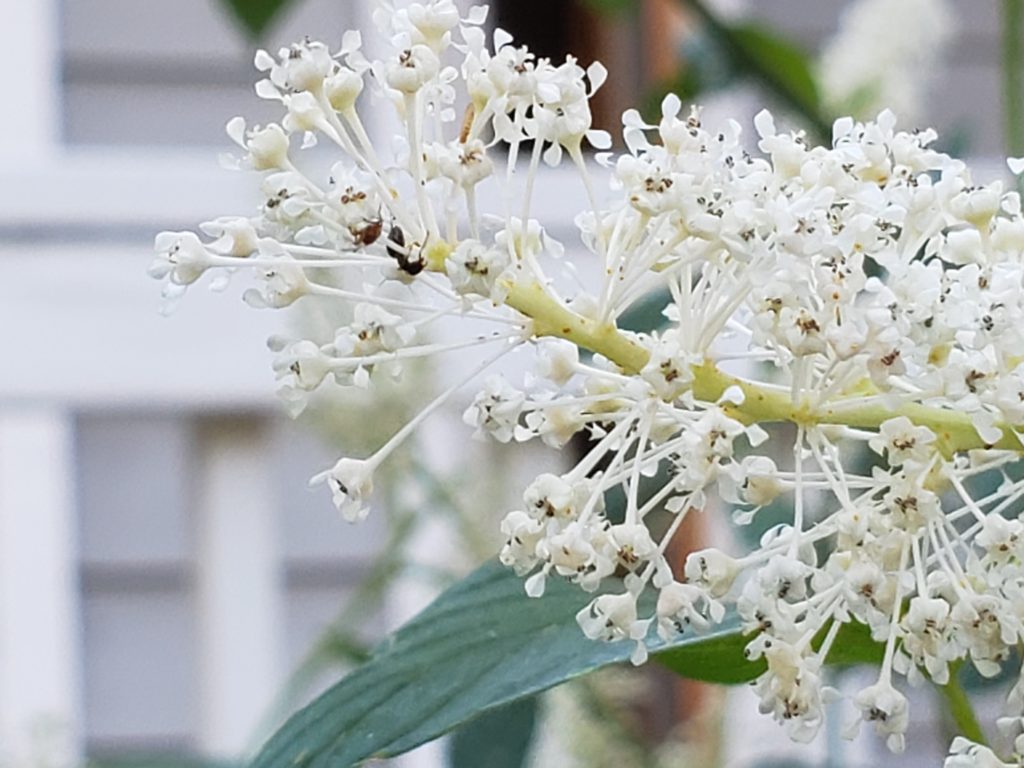 Insects on the Deerbrush flowers