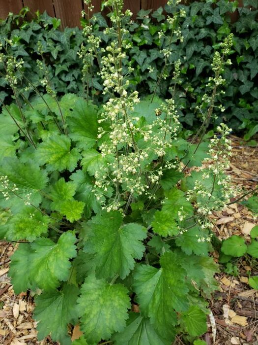 Green leafy perennial plant with delicate spikes of white flowers