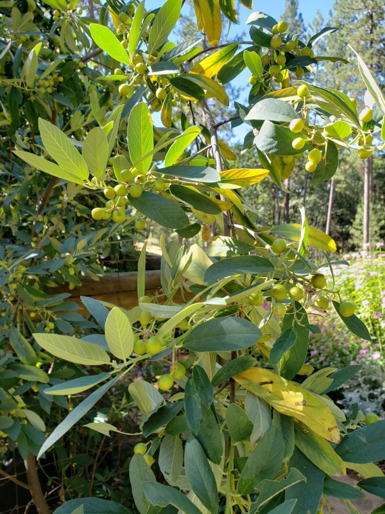 coffeeberry branch with green fruit