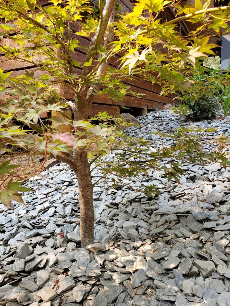 Rock mulch close to house, with small tree