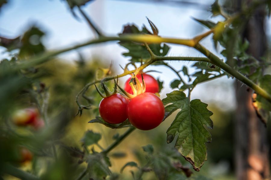 Cluster of red tomatoes on the plant