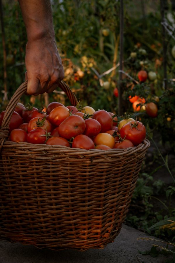 Hand holding a basket full of ripe tomatoes