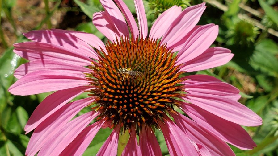 A tiny native bee is working on a purple Echinacea flower
