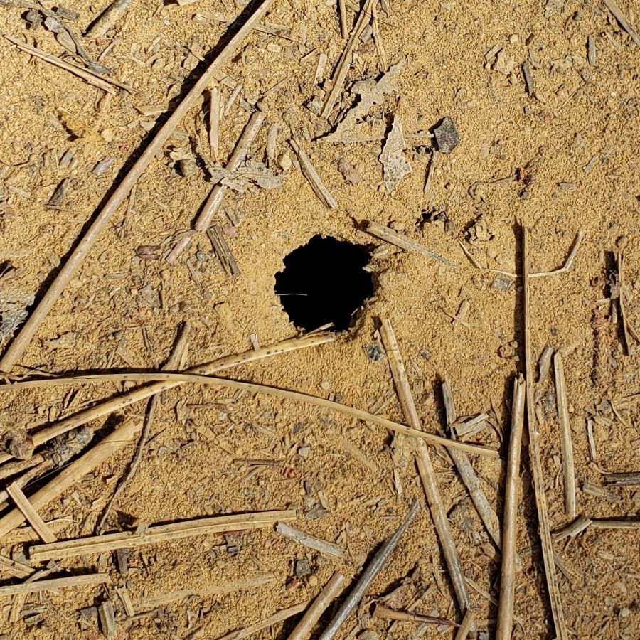 Freshly dug bee nest entrance