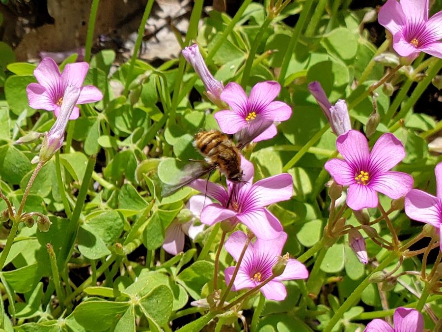 Bee with a very long tongue  drinking nectar from a pink wood sorrel flower