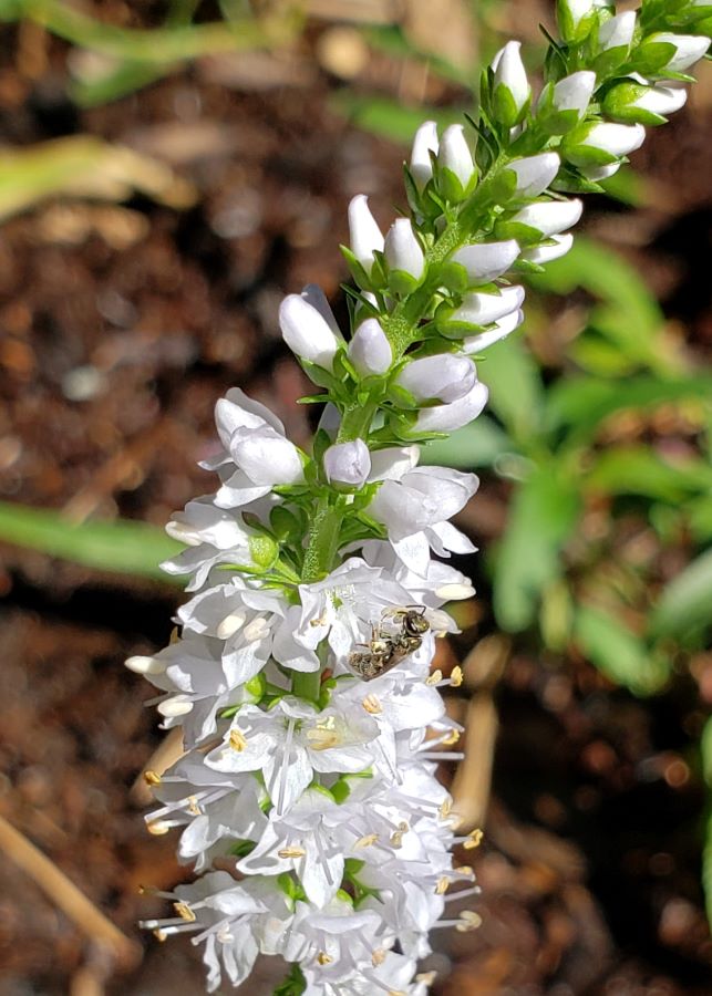 Flower stem with many flowers with a tiny native bee