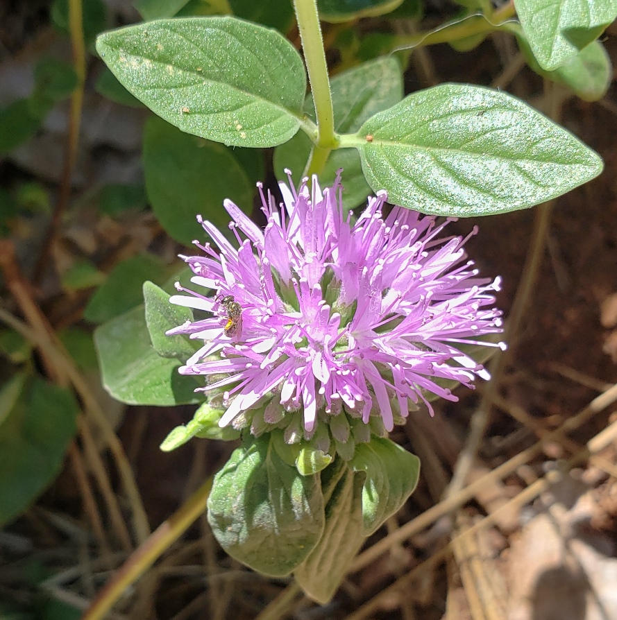 Tiny native bee on a coyote mint flower